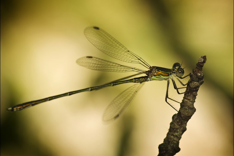 Damsel - But Not in Distress